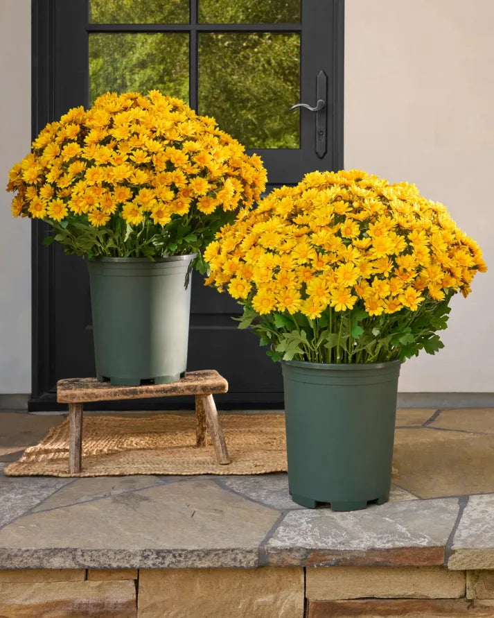 🍂Autumn's Beauty, Made to Last! A single pot of these artificial mums brings the season's warm colors to your home, and they'll never fade.🔥
