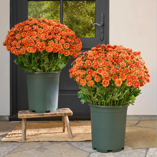 🍂Autumn's Beauty, Made to Last! A single pot of these artificial mums brings the season's warm colors to your home, and they'll never fade.🔥