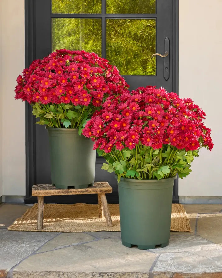 🍂Autumn's Beauty, Made to Last! A single pot of these artificial mums brings the season's warm colors to your home, and they'll never fade.🔥