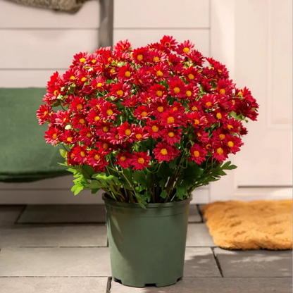 🍂Autumn's Beauty, Made to Last! A single pot of these artificial mums brings the season's warm colors to your home, and they'll never fade.🔥