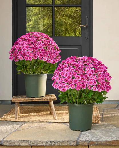 🍂Autumn's Beauty, Made to Last! A single pot of these artificial mums brings the season's warm colors to your home, and they'll never fade.🔥