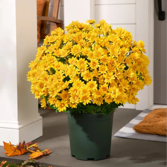 🍂Autumn's Beauty, Made to Last! A single pot of these artificial mums brings the season's warm colors to your home, and they'll never fade.🔥