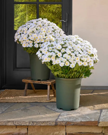 🍂Autumn's Beauty, Made to Last! A single pot of these artificial mums brings the season's warm colors to your home, and they'll never fade.🔥
