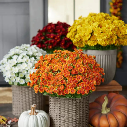 🍂Autumn's Beauty, Made to Last! A single pot of these artificial mums brings the season's warm colors to your home, and they'll never fade.🔥